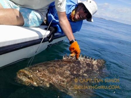 goliath grouper charter fishing