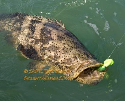 another beautiful Goliath Grouper caught and released - Vero Beach Fishing Charter