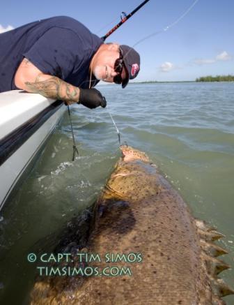 large goliath grouper fishing guide