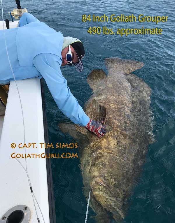 Goliath Grouper guide Florida